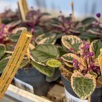 Africká fialka (Saintpaulia variegata) ´HOVARIAGATA´ - výška 10-15 cm, kont. C1L